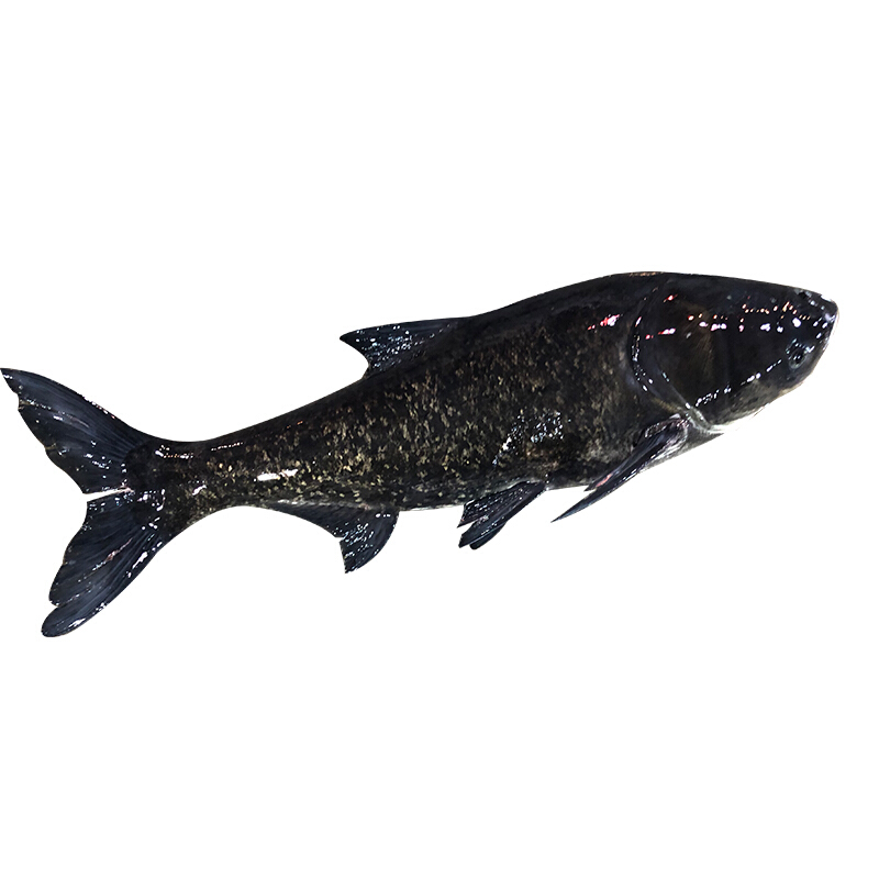 伯贤 新鲜千岛湖活鱼鳙鱼新鲜大鱼头胖头鱼包头鱼 活鱼到家(江浙沪皖)