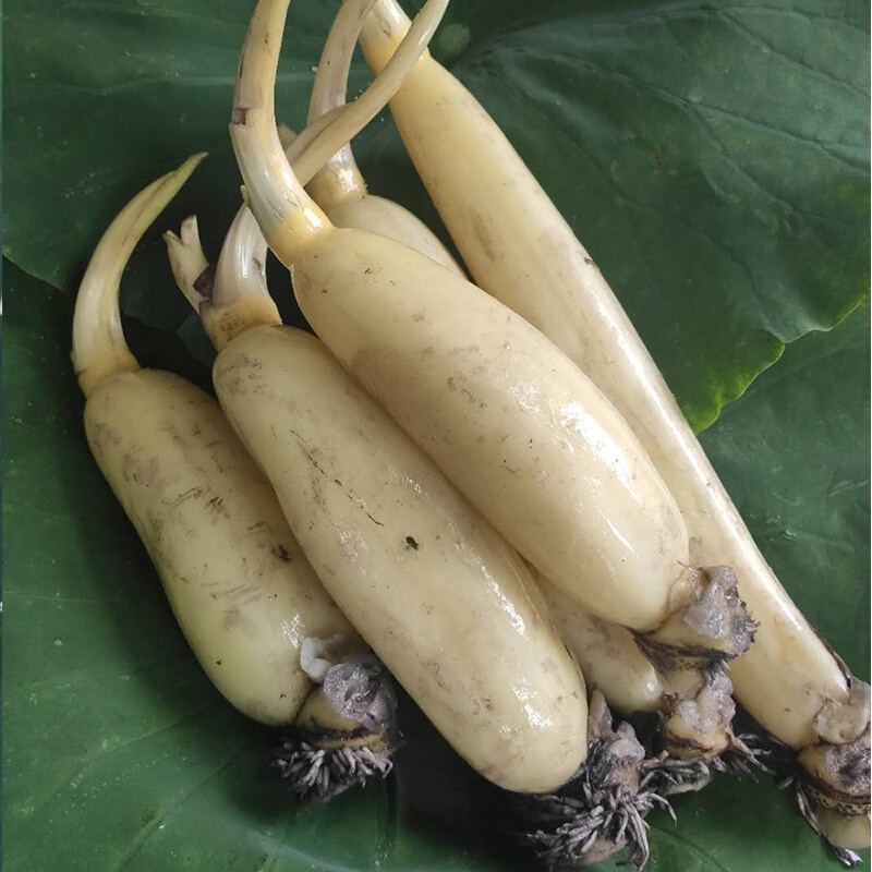 马踏湖鲜藕特产白莲藕凉拌藕生吃藕的水果新鲜脆藕现挖发货 1500g