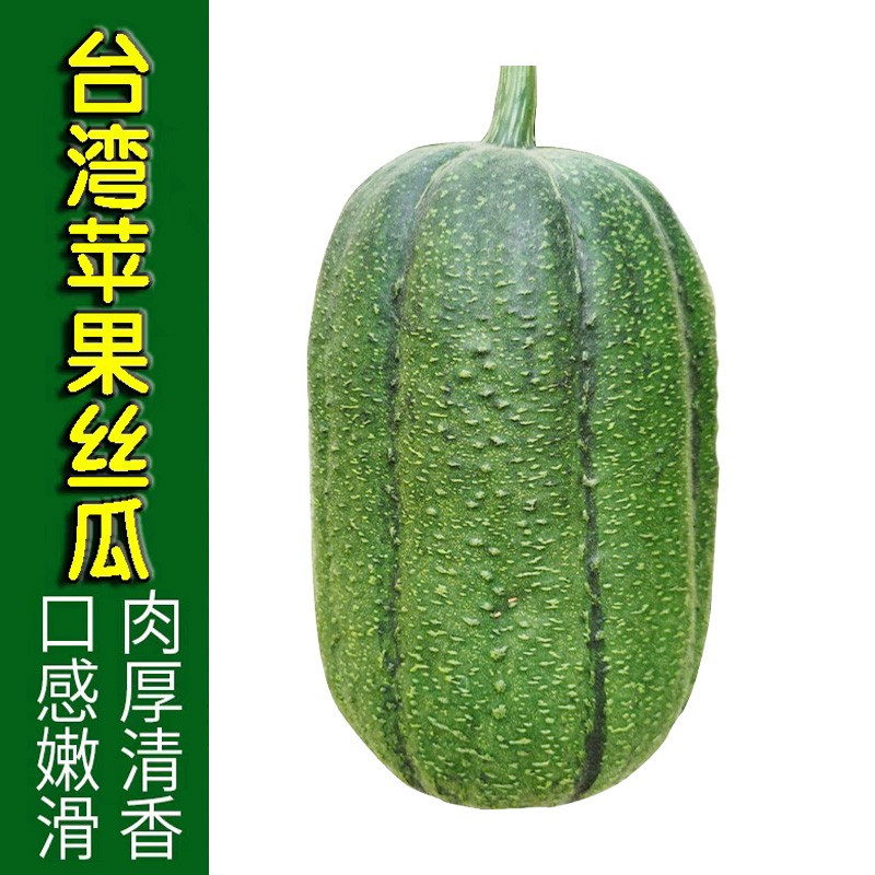 台湾苹果丝瓜 迷你肉丝瓜 新鲜当季蔬菜 5斤