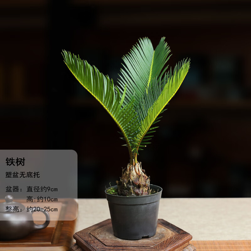 易囍艺 铁树小盆景室内四季常青桌面绿植苏铁植物桌面茶盘微盆景小