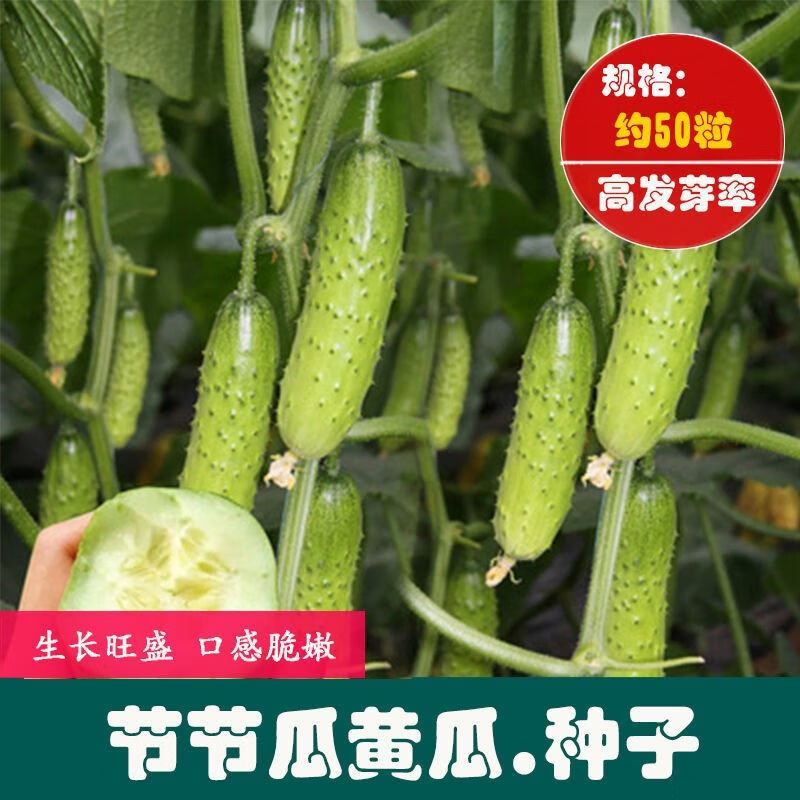 节瓜小黄瓜种籽庭院阳台四季播种蔬果蔬菜 香甜节节瓜种子原厂包装1袋