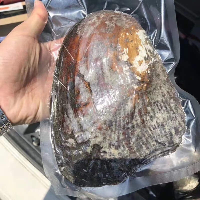 托托贴贴 珍珠贝活体 珍珠活蚌自己开 淡水多珠鲜活特大养殖SN2216 一个珍珠蚌 自己动手开使用感如何?