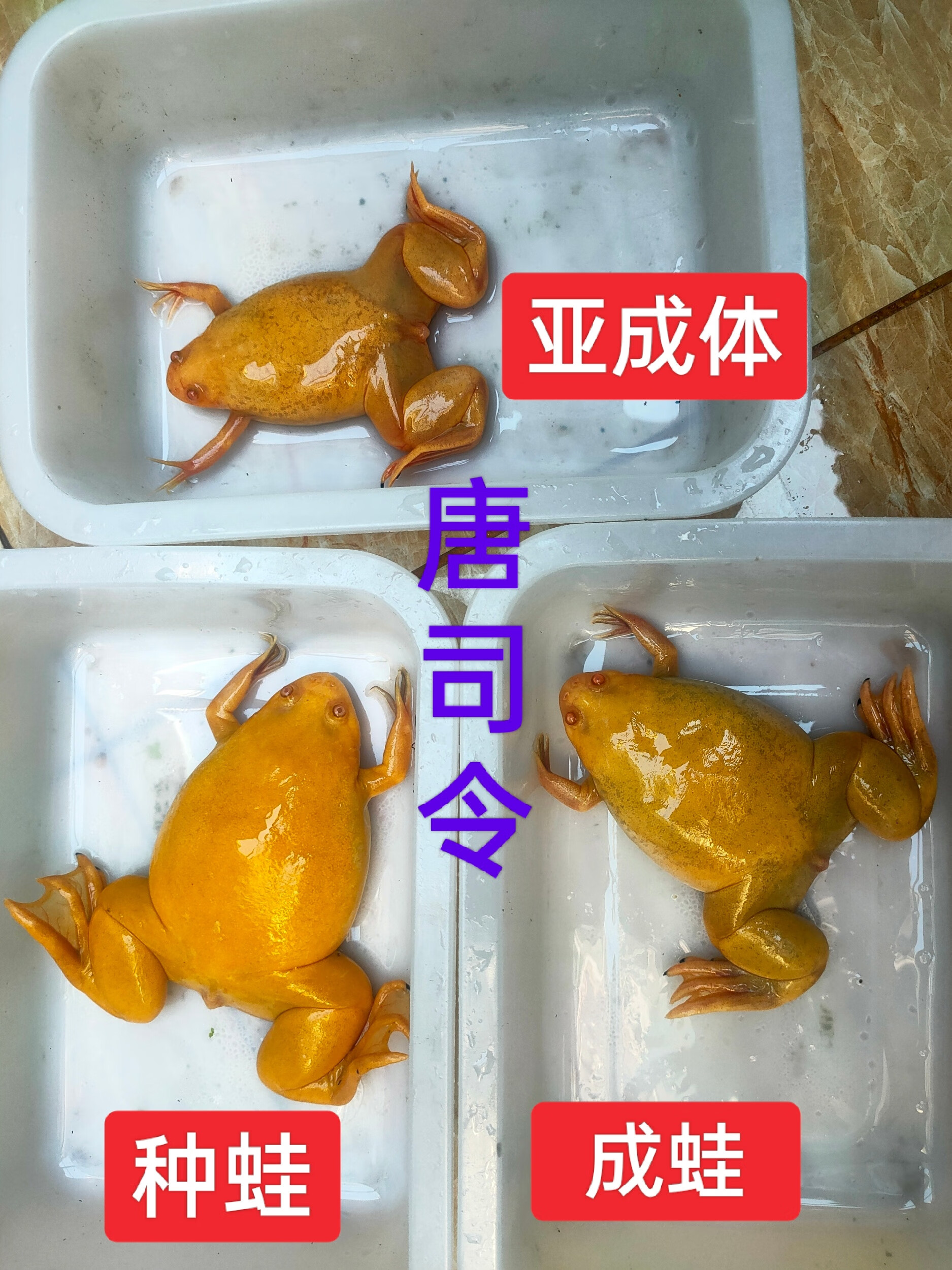 淡水金蛙活体非洲爪蛙网红气青蛙牛蛙金蟾招财蛙角蛙宠物蛙观赏蛙 种