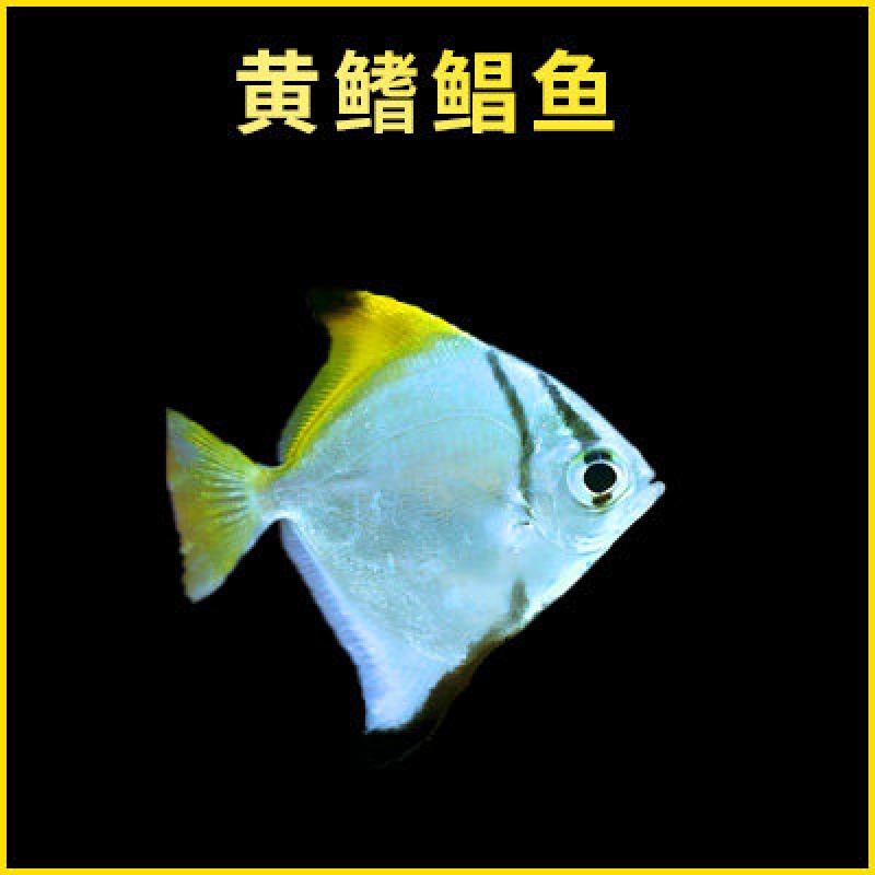 水财神黄鳍鲳鱼珊瑚神仙鱼海水鱼淡化人工繁育群游鲳鱼大眼鲳淡水鱼