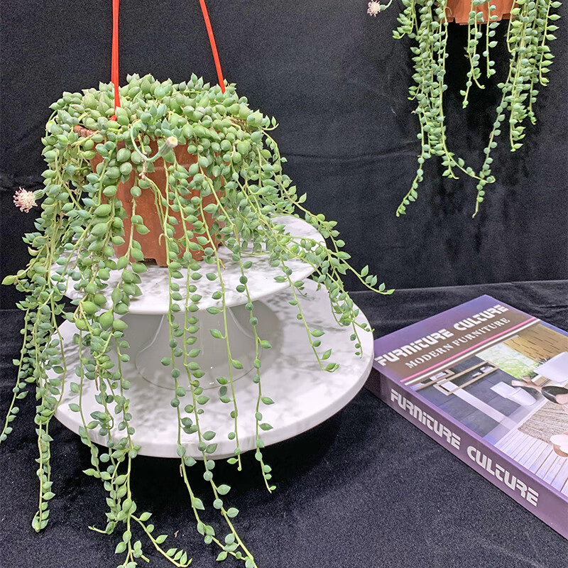 壹分皿佛珠情人泪垂吊植物绿植盆栽多肉阳台庭院吊兰 情人泪整盆(110