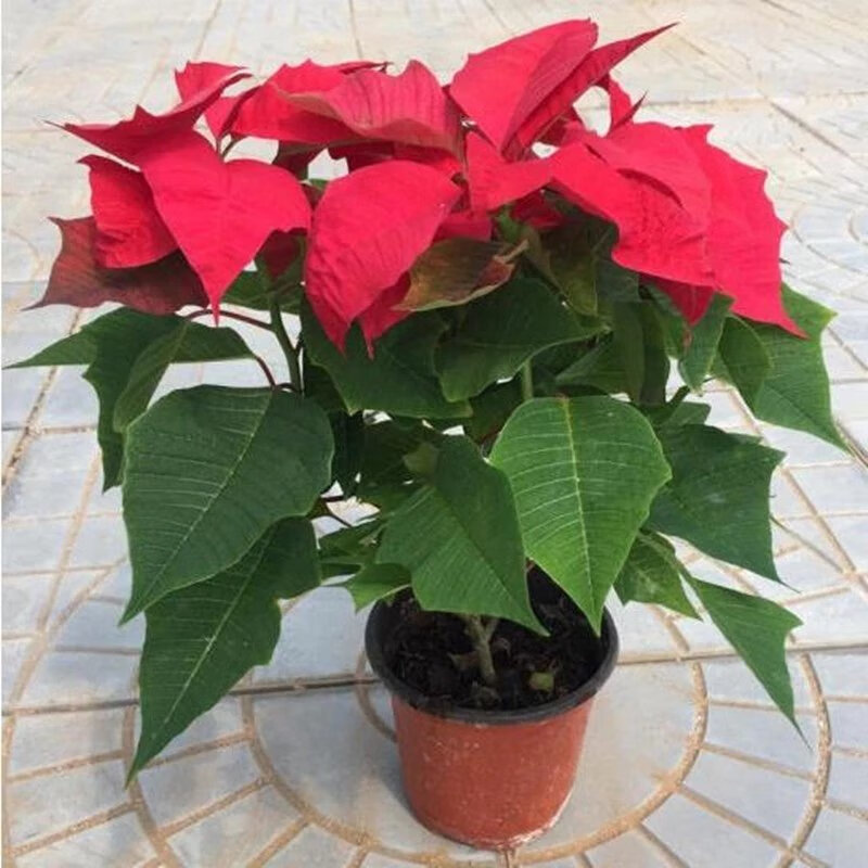 昊兰诺一品红盆栽花卉办公室内植物真花盆栽 绿植 一品红 红色带花