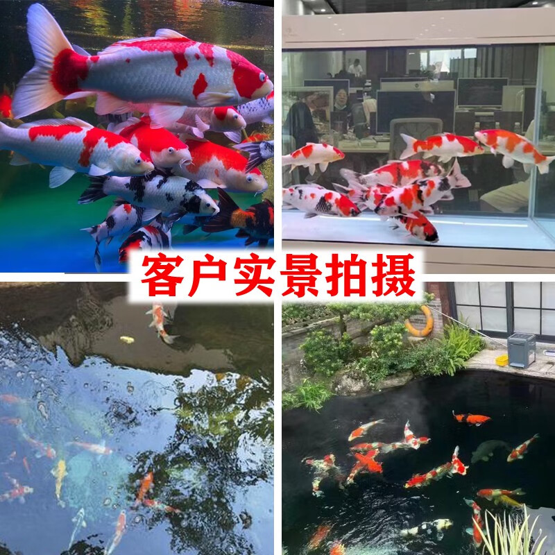 招财如意锦鲤冷水观赏鱼大型纯种精品红白三色招财鱼好养耐活风水鱼活鱼 十全十美（随机颜色10条可指定） 30-35cm