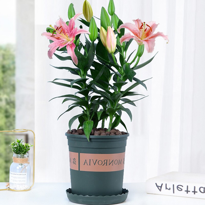 百合花盆栽阳台庭院绿植室内外客厅花卉植物 百合花【加仑盆】