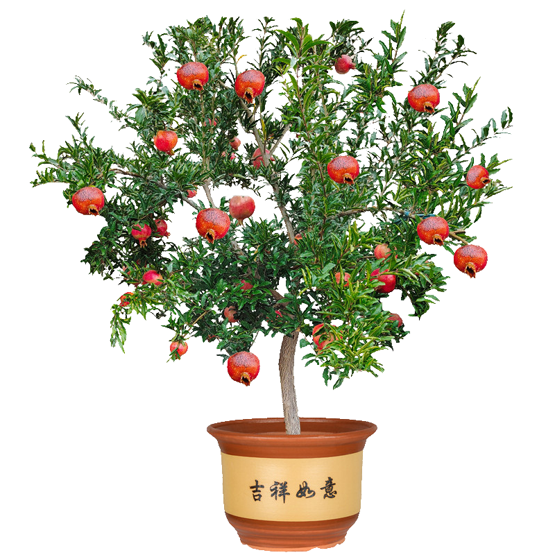 ڲŷʯ ޽ͻ˹ʯ ͥԺ̨ԵԹ ͻ˹6 70cm()-150cm()16.8Ԫ