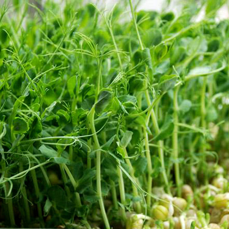 芽菜种籽芽苗菜种新鲜苗盘无土栽培豌豆松柳油葵各类豆蔬菜 青豌豆500