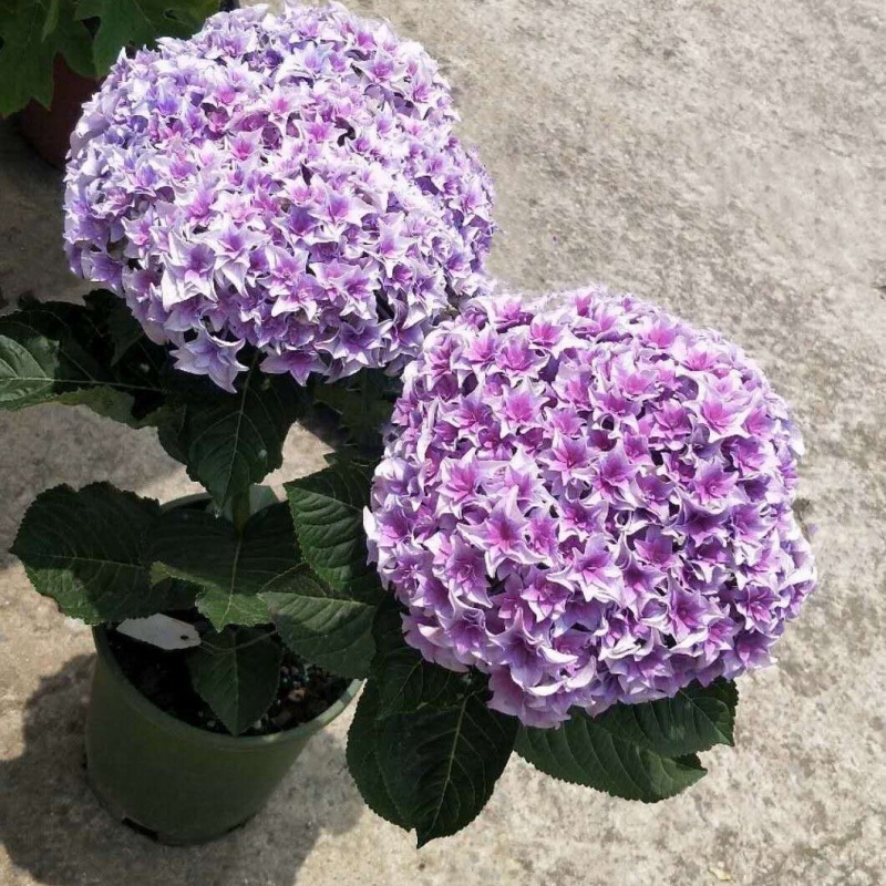 绣球花苗绣球花盆栽带花无尽夏特大老桩花卉盆栽植物室内花好养的