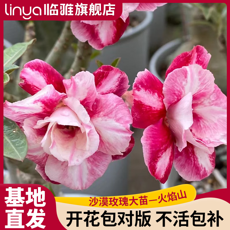 临雅沙漠玫瑰老桩盆栽绿植物阳台四季好养开花卉源头直发包邮 火焰山