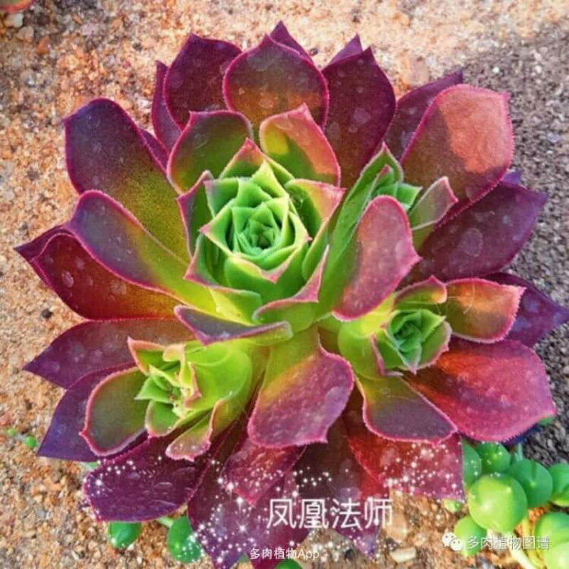 红覆轮锦红腹轮锦法师三仙多肉多肉植物带根发货老桩 凤凰3到5头