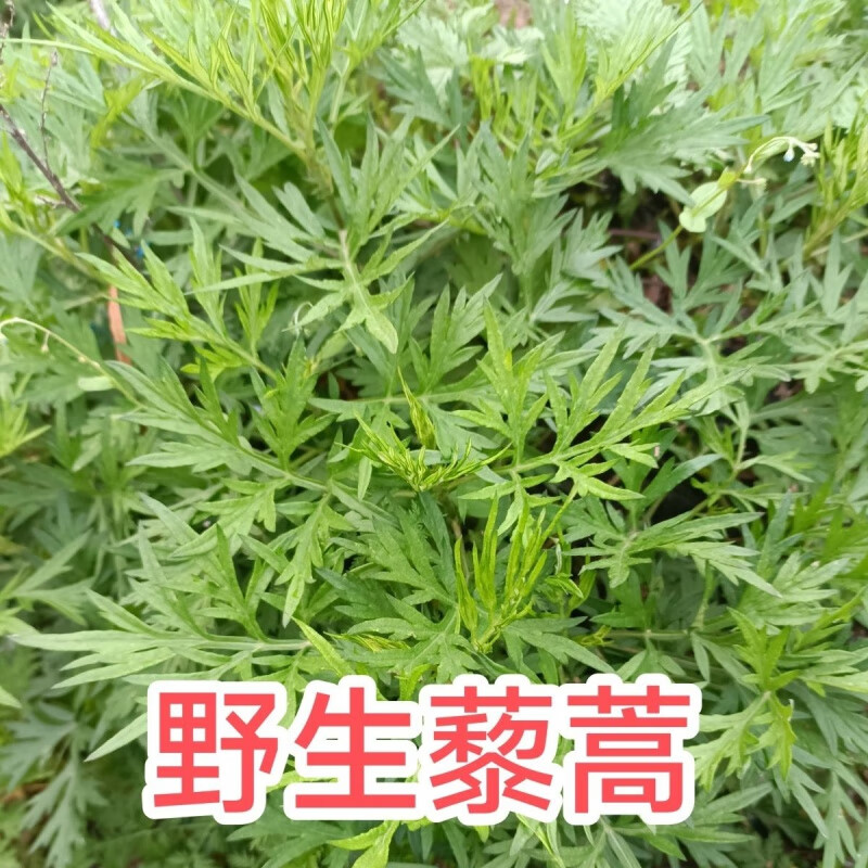 野生新鲜藜蒿芦藜苗特色绿植庭院南北四季可种 野生藜蒿苗5棵