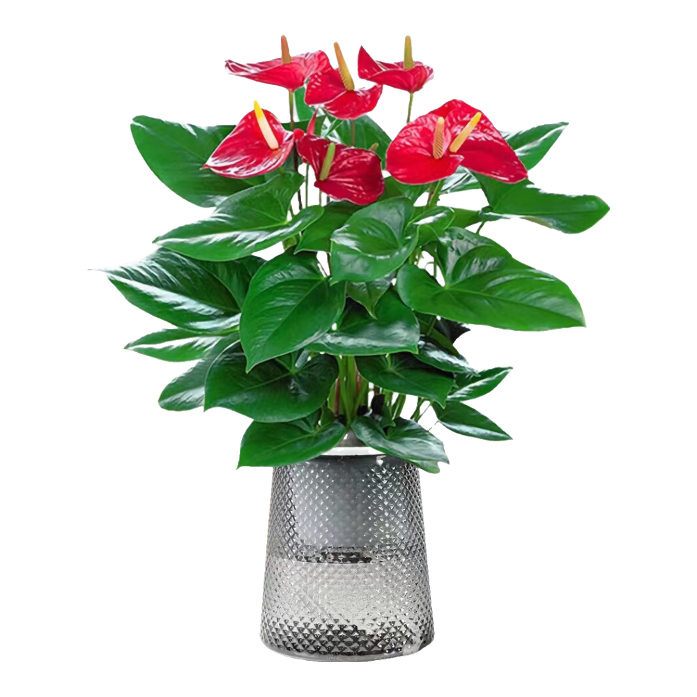 ���ڲ���������ˮ��������Ի���������ֲԴͷֱ�� ��������Ʒ���ؼ����Ʒ����� 26.7Ԫ