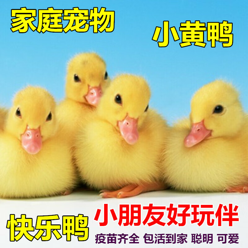 宠以沫柯尔鸭活体小鸭子宠物小黄鸭活物可达鸭活的小动物适合家养包活