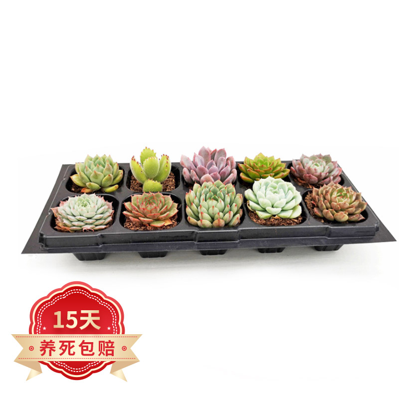 京东多肉植物价格曲线图在哪|多肉植物价格走势图