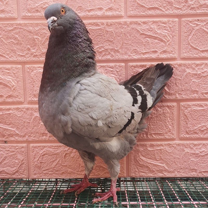 仟芸鸽特大体型一对纯种正宗落地王鸽子种鸽幼崽公母 瓦灰大体元宝鸽
