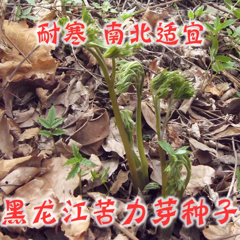 论斤东北苦力芽种子山野菜窟窿芽苗中草药植物升麻家庭院盆栽四t 300
