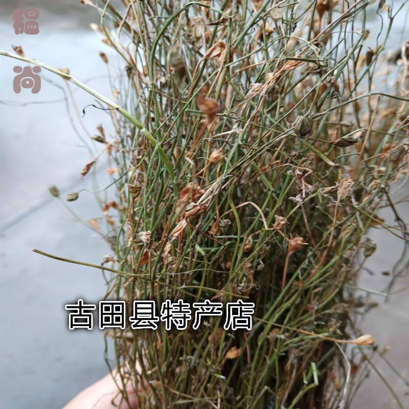 金线吊葫芦草功效图片