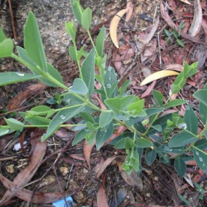姒桀了哥王苗 了哥王九信菜 泡酒打药易存活紫金鞭茎根皮苗 了哥王