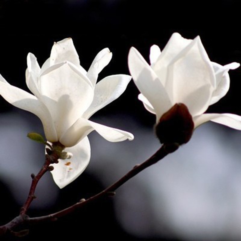 滨淇玉兰花树紫玉兰白黄广玉兰绿化苗 白玉兰地径7公分粗 1棵