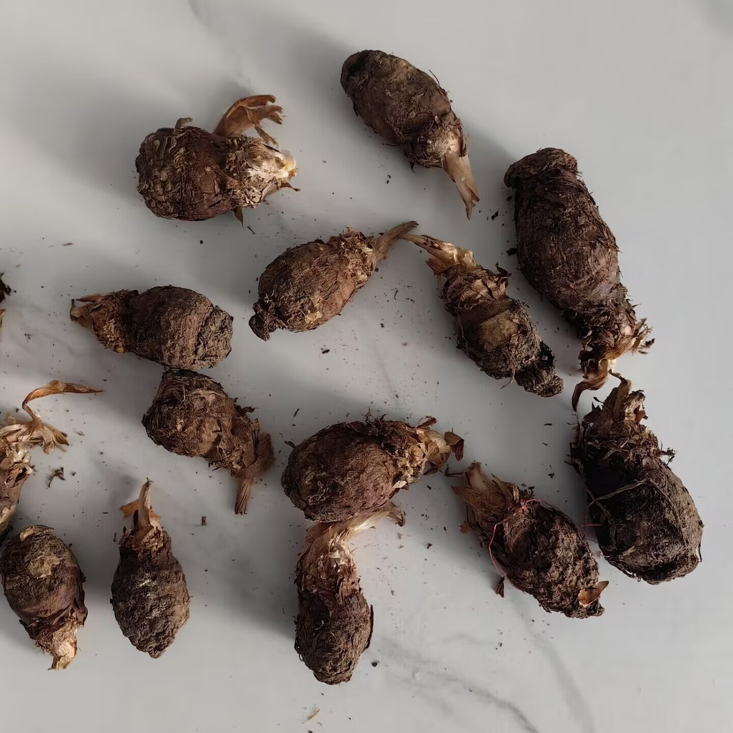 花之然独角莲种球种子 播种育苗球根种子种球中药材草药 播种用种球