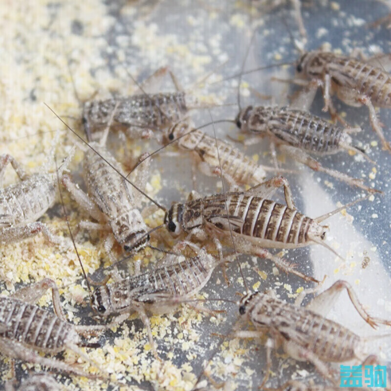 天弗 蟋蟀活物活体白蛐蛐活虫针头白蟋蟀油葫芦小大蜥蜴守宫龙鱼食 白