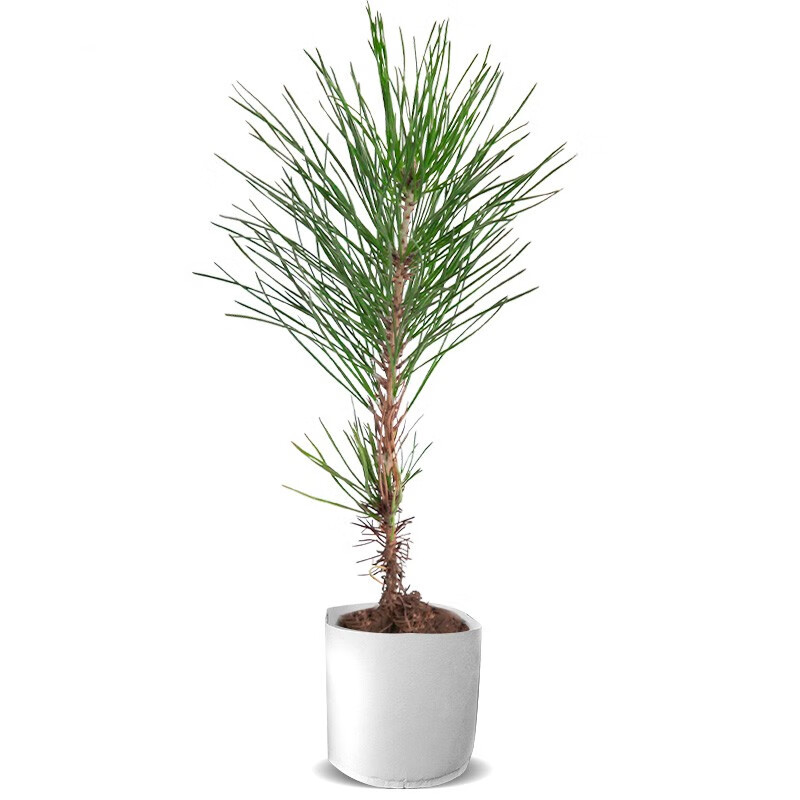 黑松小苗松树苗罗汉松雪松树苗白皮松小苗黑松盆景苗实生五针松苗 20