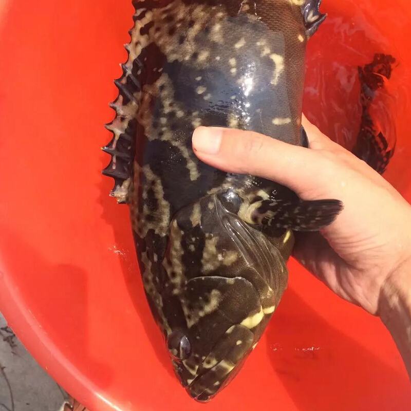 大龙胆石斑鱼海鲜水产鲜深海鱼 新鲜龙趸鱼大石斑4斤