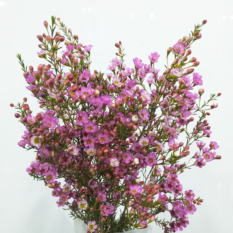 生活鲜花行情价格走势图|生活鲜花价格比较
