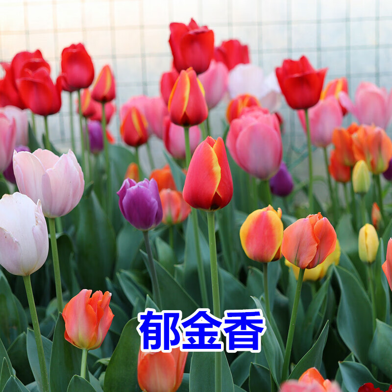 姜北花卉种子郁金香种球大球四季种易活花种子秋冬季花籽庭院耐寒球茎