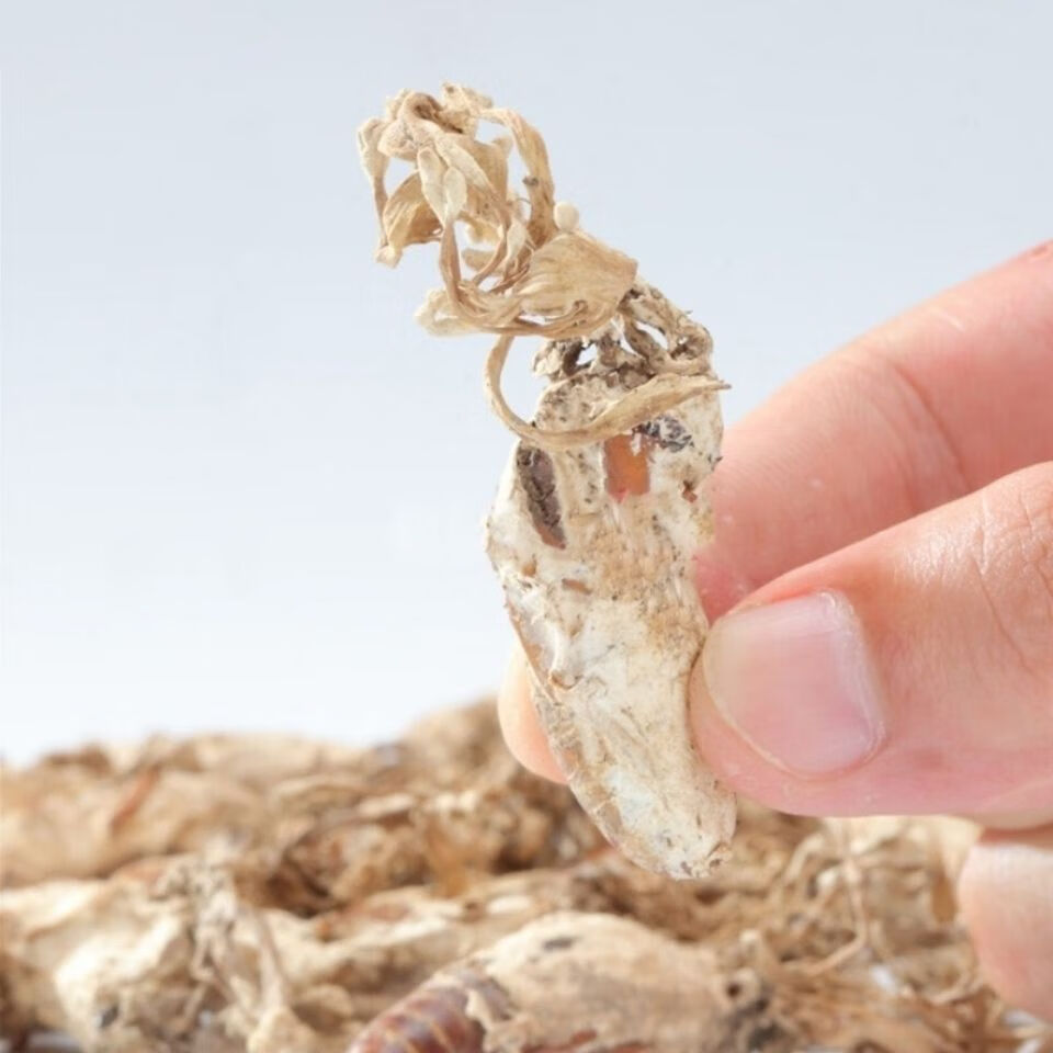 野生特级金蝉花中药材2020新货大虫草孢子粉知了金蚕花蝉花 金蝉花10
