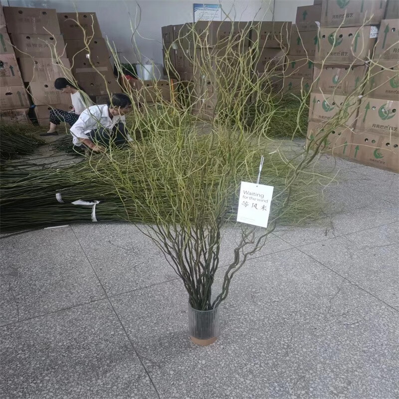 雅卉龙柳干树枝水培龙柳鲜枝水养懒人植物室内客厅落地长杆鲜花1.5米 龙柳10枝1.5米左右高