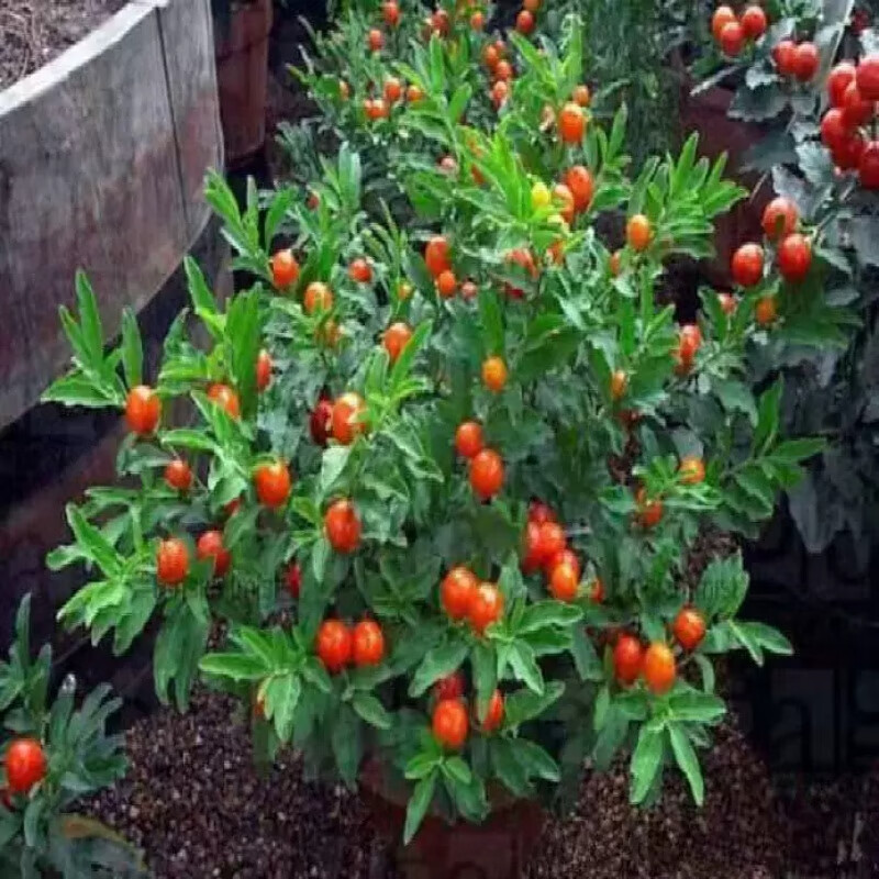 四季观果植物庭院阳台盆景红色圆球果 珊瑚豆种子原装1包10粒买二宋一
