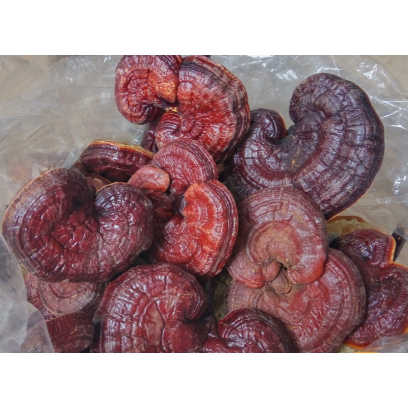 红灵芝【赤灵芝500g】韶关深山半野生灵芝整枝苦芝正