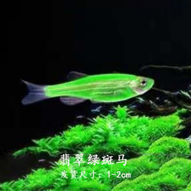 小型热带鱼观赏鱼灯科鱼活体鱼红斑马鱼蓝斑马冷水鱼活体 翡翠绿斑马7