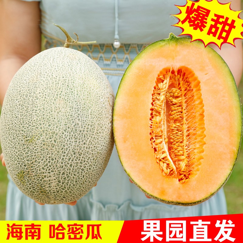 颜小荭 哈密瓜 海南晓蜜25号西州蜜 玲珑蜜瓜 当季新鲜水果 8.