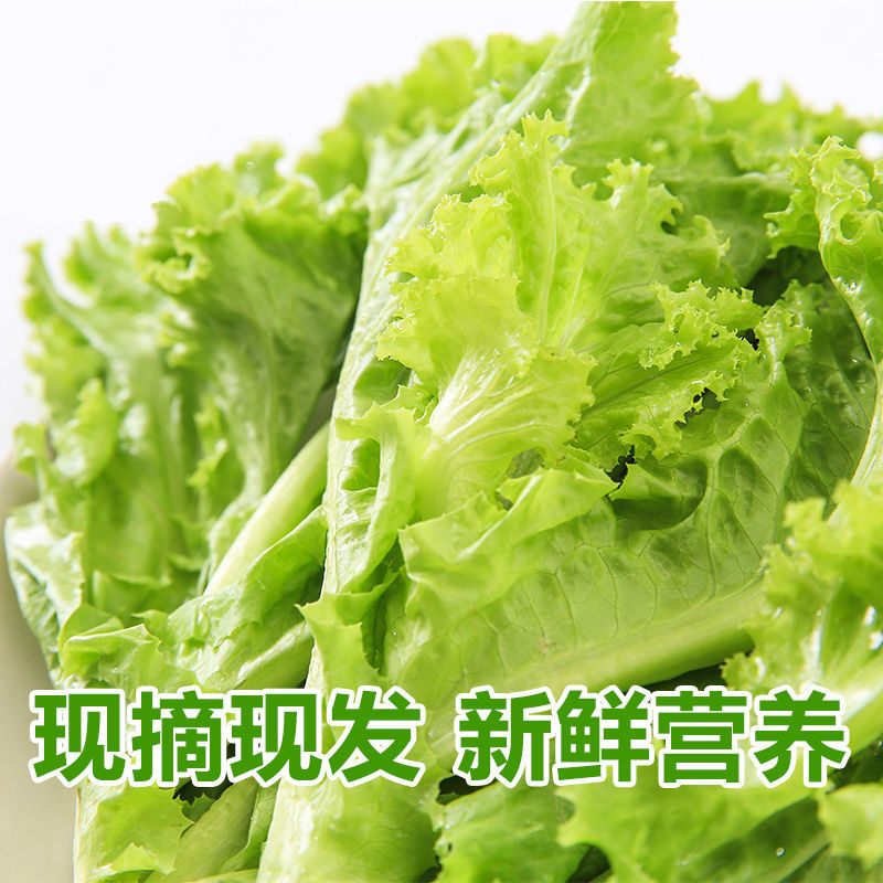 【顺丰】新鲜生菜烤肉卷生菜沙拉奶油生菜火锅涮生菜菜批发2斤叶子菜