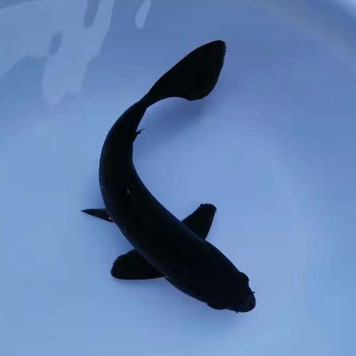 锦鲤活鱼锦鲤观赏鱼金鱼活鱼金鱼观赏鱼锦鲤鱼风水鱼冷水鱼招财鱼 8-10cm黑金3条