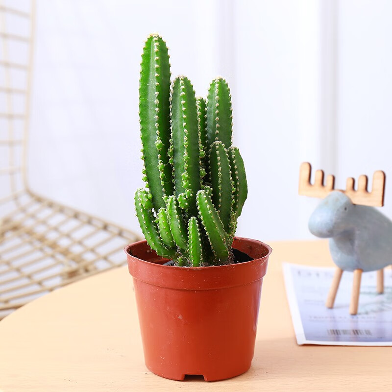 京东查多肉植物价格走势|多肉植物价格走势图