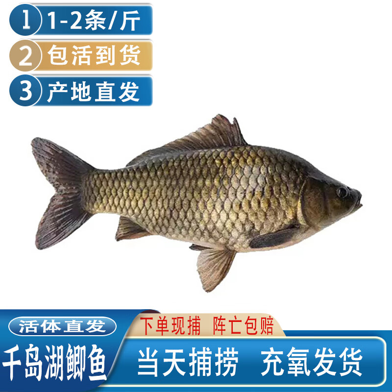 欢之婧 【包活到货】正宗千岛湖黄金鲫鱼 活鱼 现捕现发 孕妇儿童炖汤
