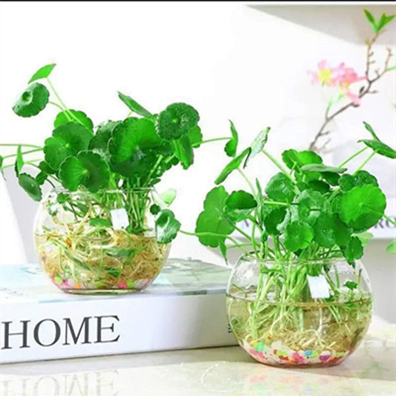 铜钱草水培植物办公室桌面盆栽花卉室内绿植 200根茎 液 生根粉 2个