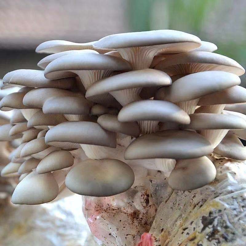 瑾禾 蘑菇种植包木耳菌棒灵芝平菇菌包鸡纵菌菌种家庭种植食用菌菇