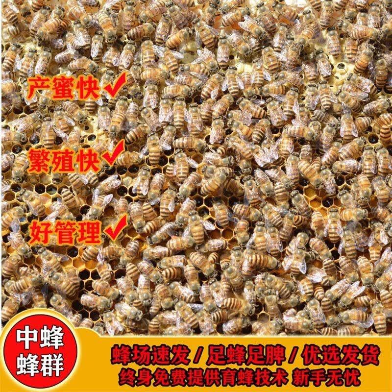 漫乡里中蜂蜜蜂活体优质授粉蜂笼蜂整群带脾出售种王双色阿坝蜂群强蜂群 300工蜂带原群王高性价比高么？