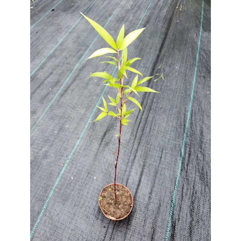朱竹红竹红寒竹花叶寒竹绿植盆栽书房迷你桌面竹子有竹鞭 单株单盆栽