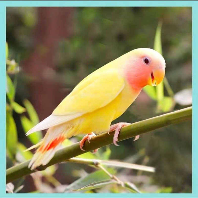 豪蚨牡丹鹦鹉活体宠物鸟玄凤黄桃黄化玄凤小太阳活体和