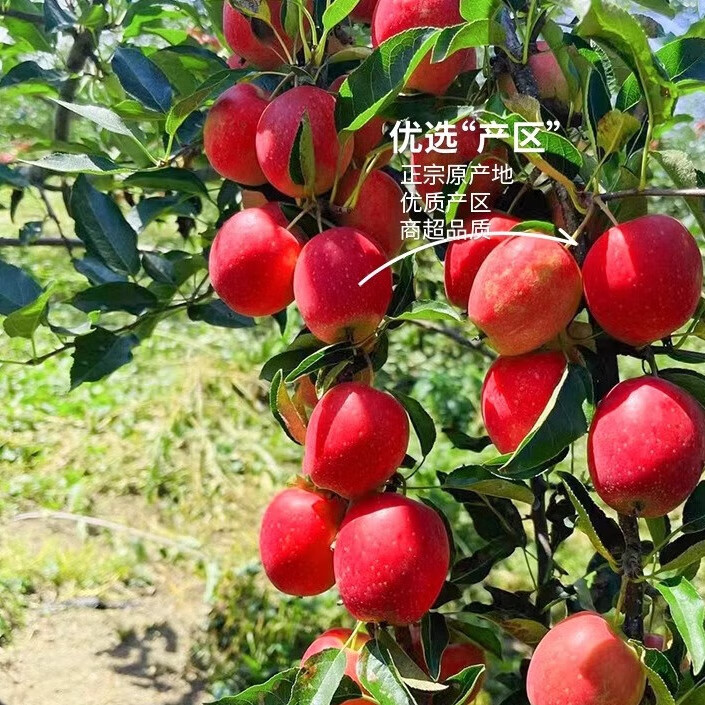 正宗东北鸡心海棠果小苹果应季新鲜孕妇水果海棠产地直发 鸡心果-3斤中果/33-39个