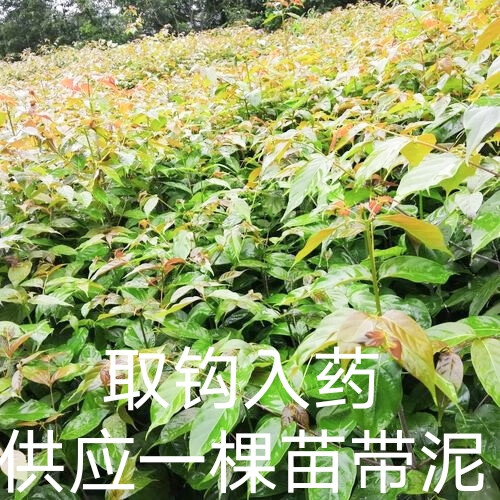 姒桀钩藤 中药苗半阴林下种植钩丁吊藤鹰爪风倒挂剌可盆栽实用草药苗