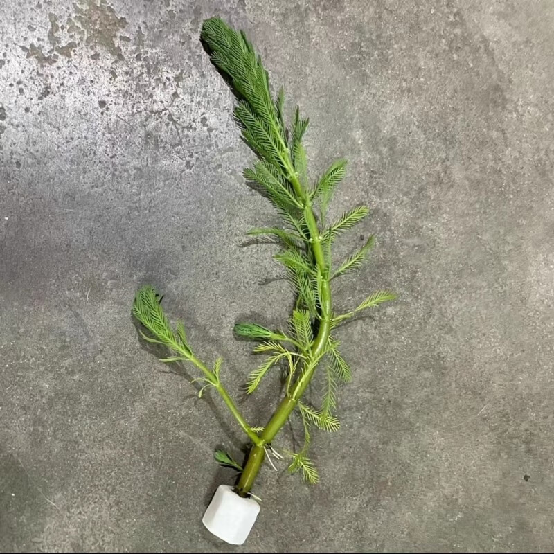 金鱼藻无需水草泥鱼缸造景真水草懒人淡水增氧耐养耐低温净化水质 狐